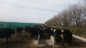 Silage Pits & Dairy Feed Pads Silage Pits & Dairy Feed Pads